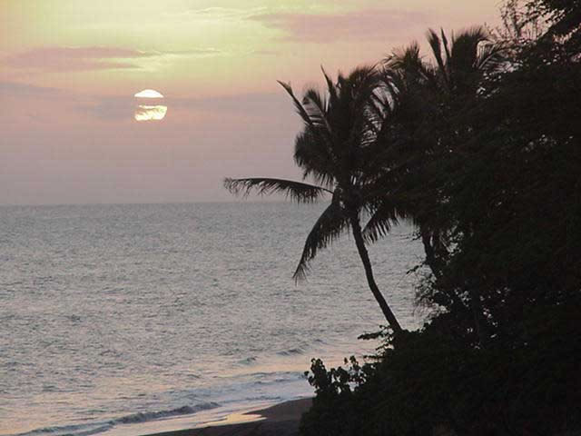 sunset with palm tree